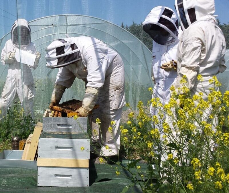 SynTech involved in bee testing and EFSA consultation